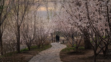 龙潭湖桃花开