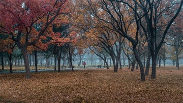 天坛秋雨