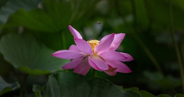 雨后