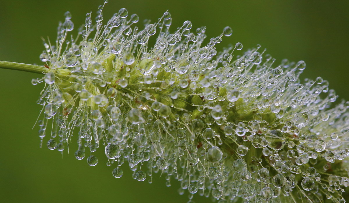大雨过后微距镜头中的狗尾巴草沾满了无数小水滴