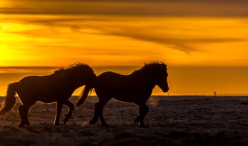 horses