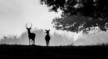 deer