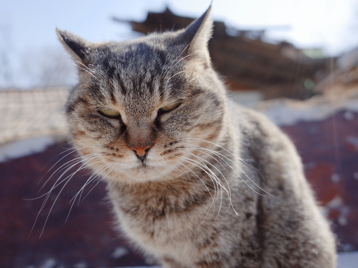 菜刀眼 - 布仑希尔顿 - 图虫