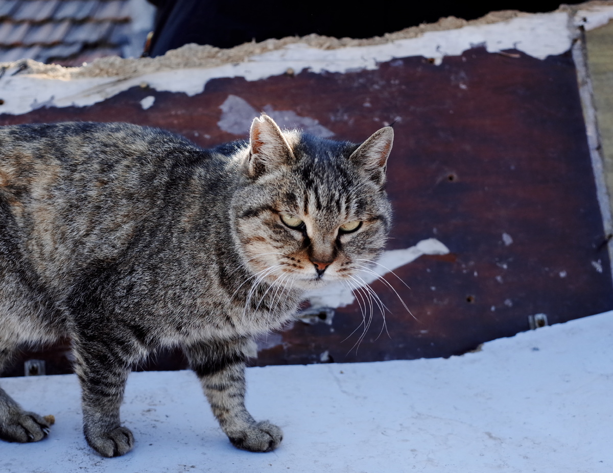 菜刀眼 - 布仑希尔顿 - 图虫