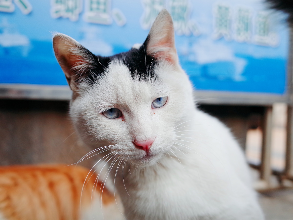 菜刀眼 - 布仑希尔顿 - 图虫