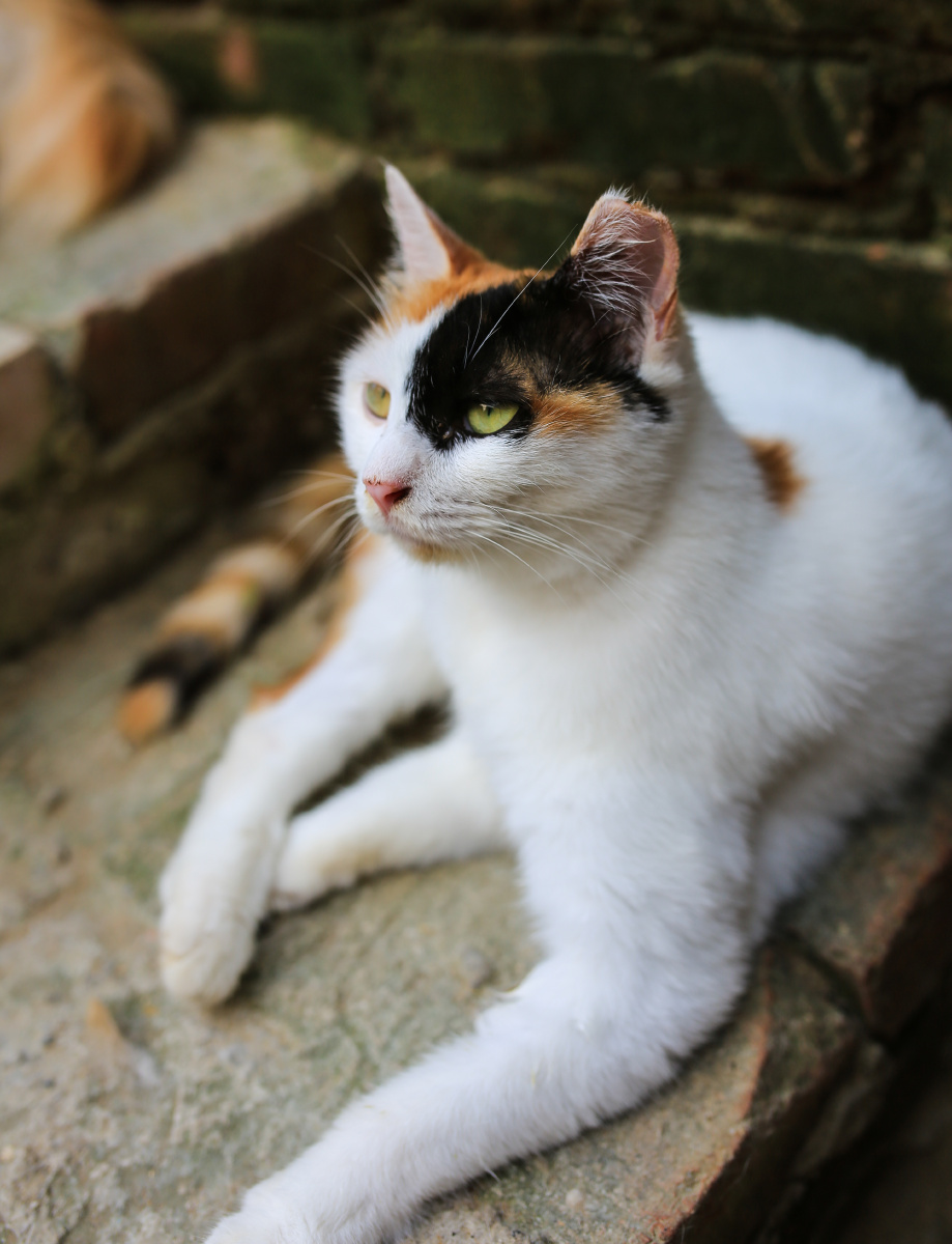 动物园的流浪猫