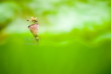 梦荷