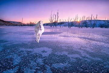 铁马冰河入梦来