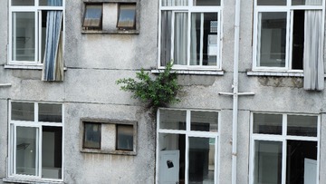 17栋往事·墙上有棵树