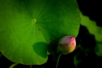 DSC_3727a-1