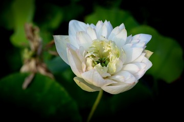 DSC_3842a-1