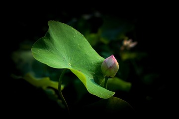 DSC_3747a-1