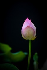 DSC_4607-1