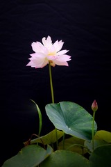 DSC_4646b-1