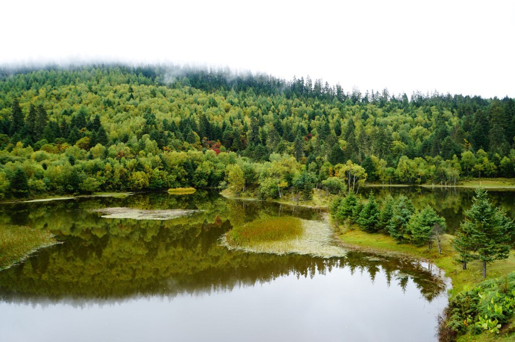 清晨，雨停了，普达措经过雨水的滋润越发纯净，她静静地站在那里望着我。