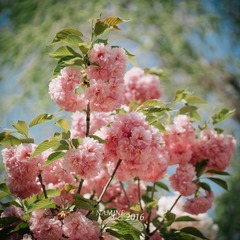 IMG_0073-2