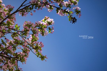 IMG_0137-s