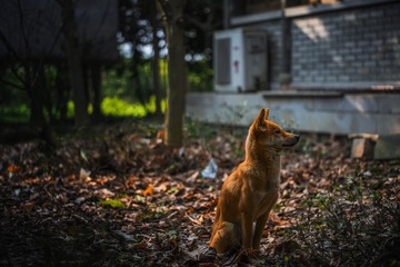 土狗也有一份自己的傲娇