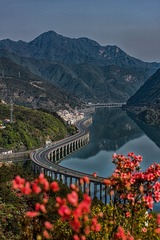 神龙摆尾映山红
