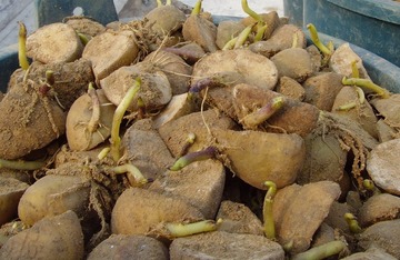 2.芽长标准