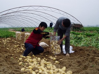 13.田间装袋