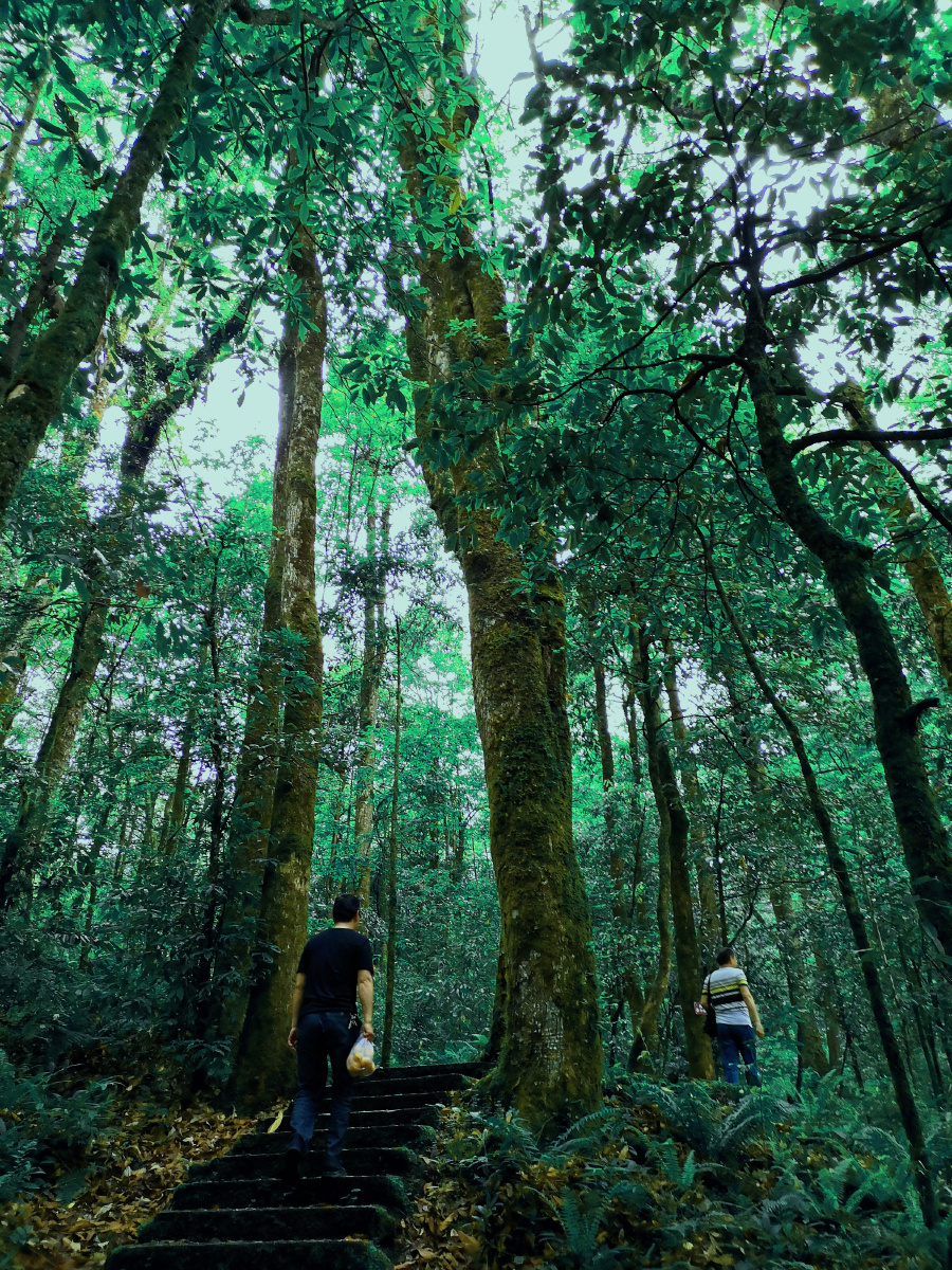 走进森林放飞心情