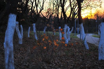 DSC_9763.JPG