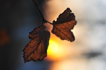 DSC_9765.JPG