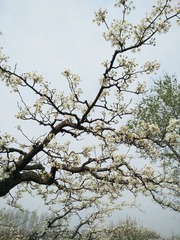 IMG_20150403_102955