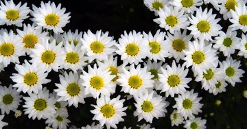 DSCF7023_1