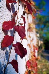 IMG_8304b.jpg