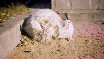 IMG_8426.jpg