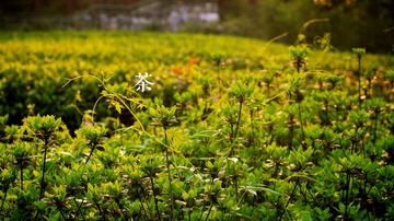 IMG_1225.jpg