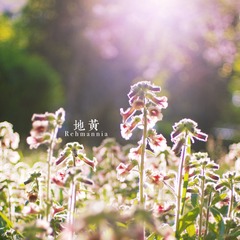 IMG_2259.jpg