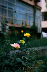 _IMG7753.jpg