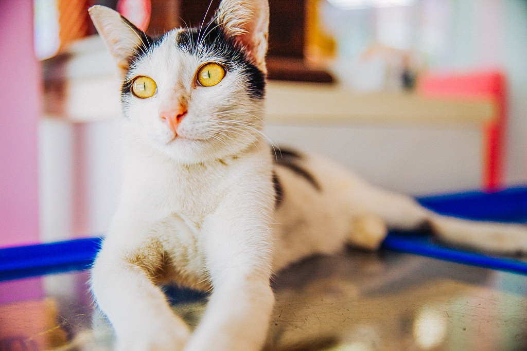 伟德国际华钦科技上涨367%报113美元股