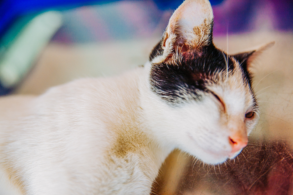 伟德国际港股科网股尾盘走强哔哩哔哩涨超3%