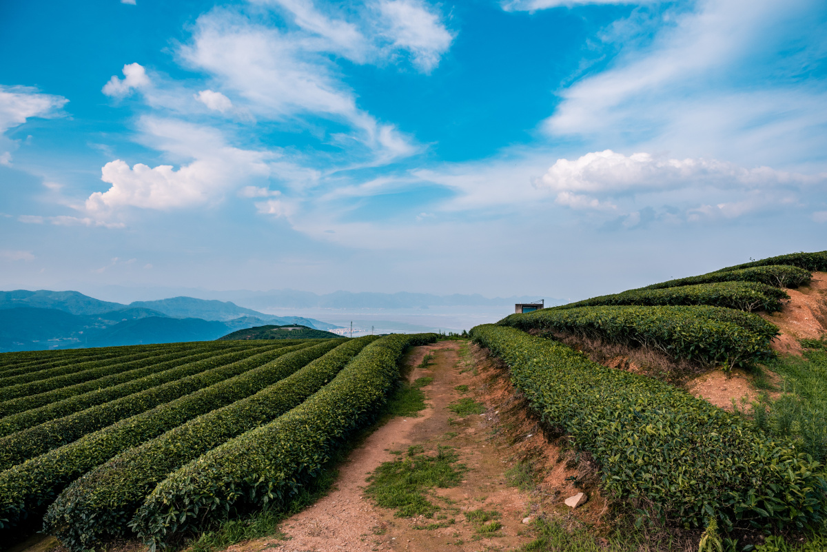 长龙茶山炉峰山观景台
