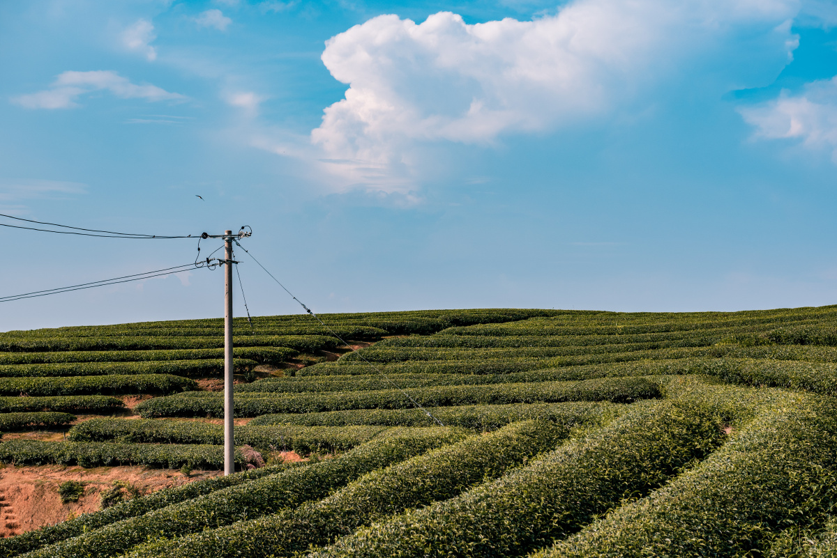 长龙茶山炉峰山观景台