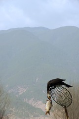 渔鹰