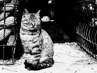 猫