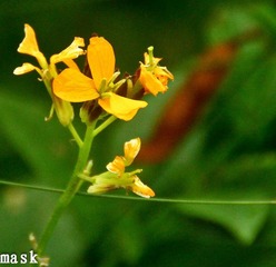 20110827-IMG_6501.jpg