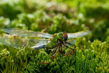 _DSC1903 拷贝