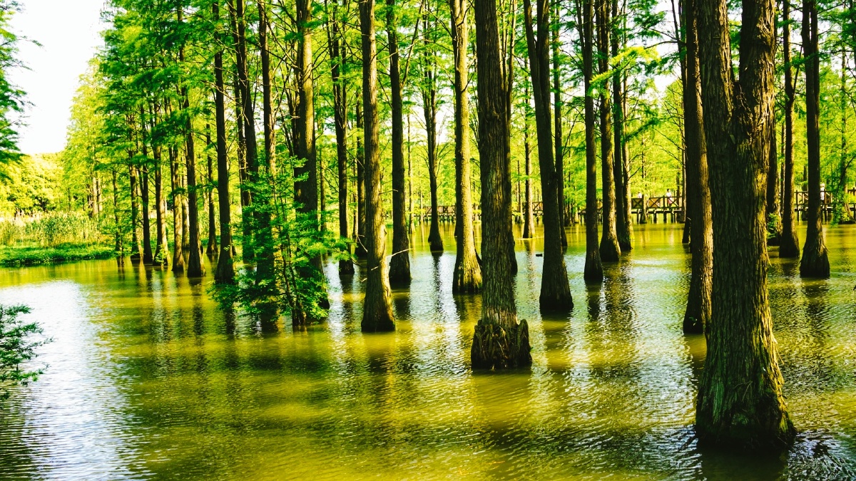 水森林