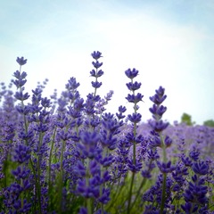 20130712-DSC03193.jpg