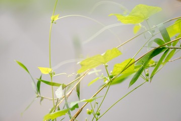 L1002116