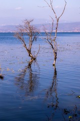 L1004516