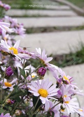DSC_0717.jpg