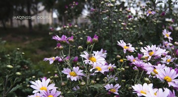 DSC_0718.jpg