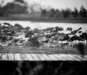 20120818-DSC_0905.jpg